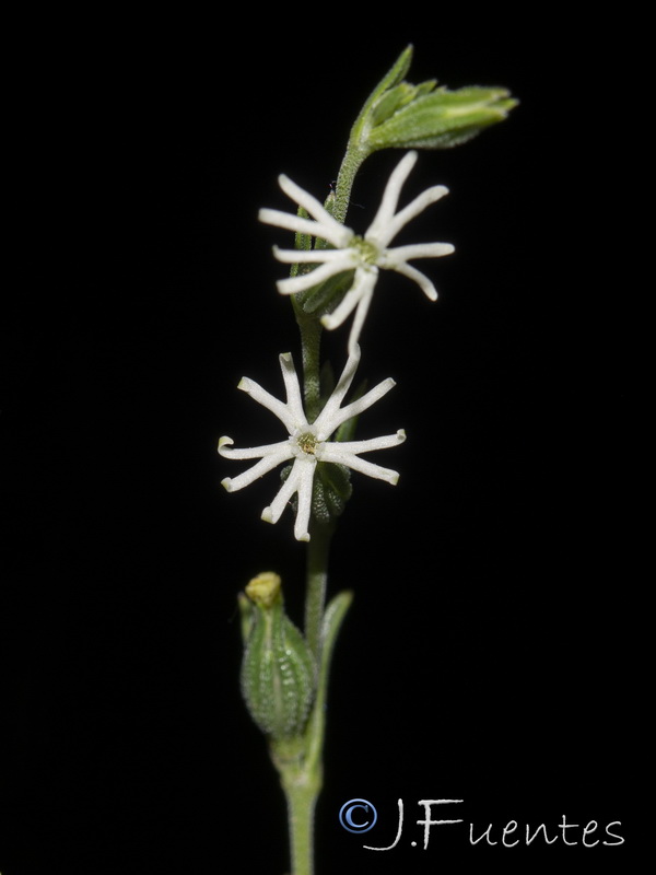 Silene oropediorum.03