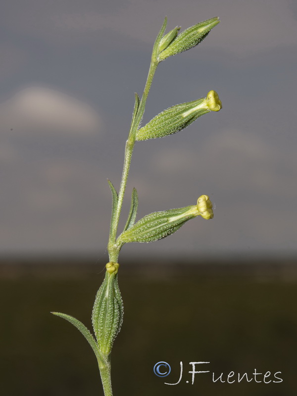 Silene oropediorum.10