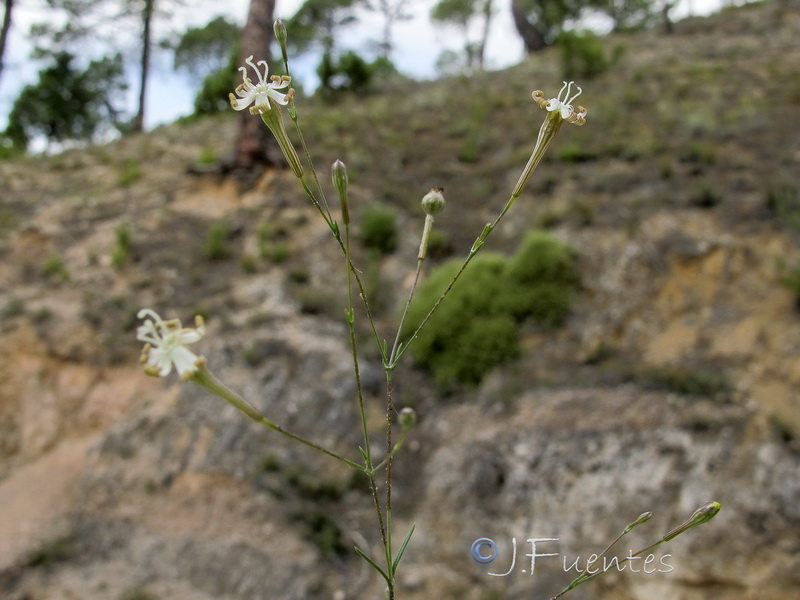 Silene portensis portensis.01