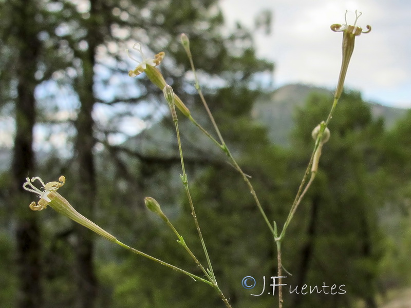 Silene portensis portensis.02