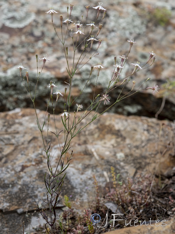 Silene portensis portensis.03