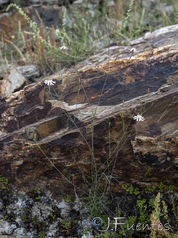 Silene portensis portensis.04