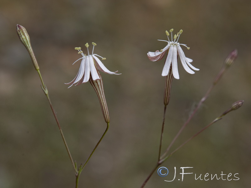 Silene portensis portensis.05