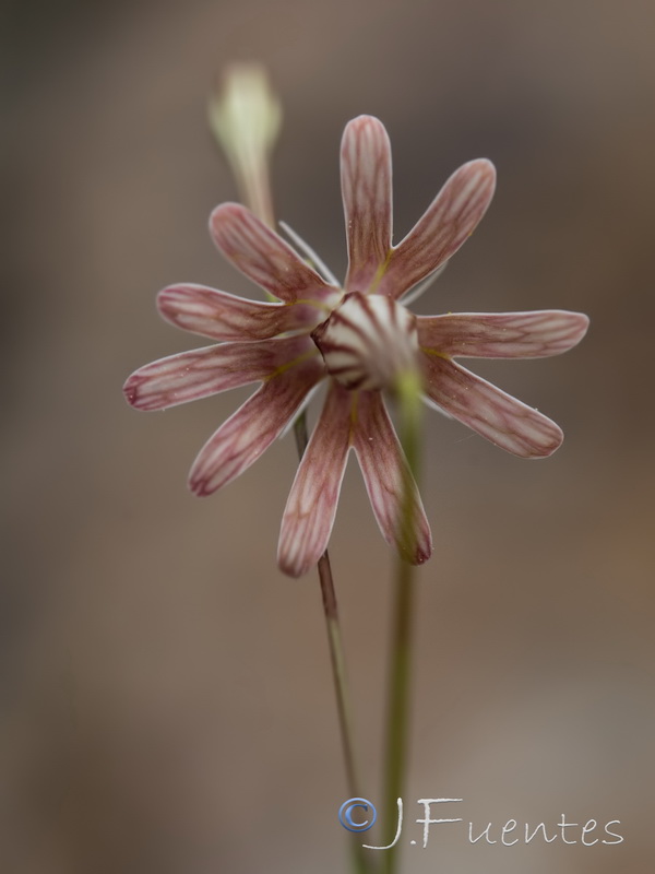 Silene portensis portensis.06