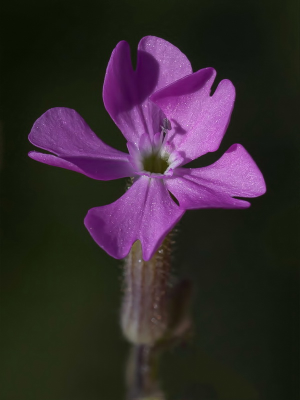 Silene psammitis lasiostyla.05