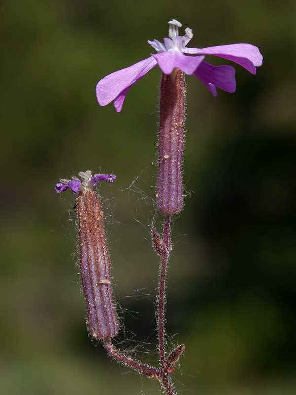 Silene psammitis lasiostyla.07