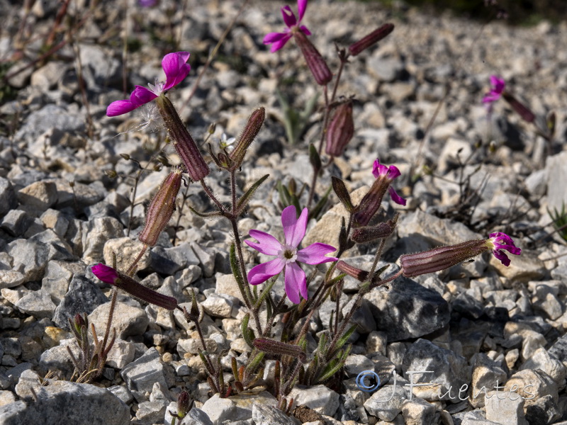 Silene psammitis lasiostyla.10