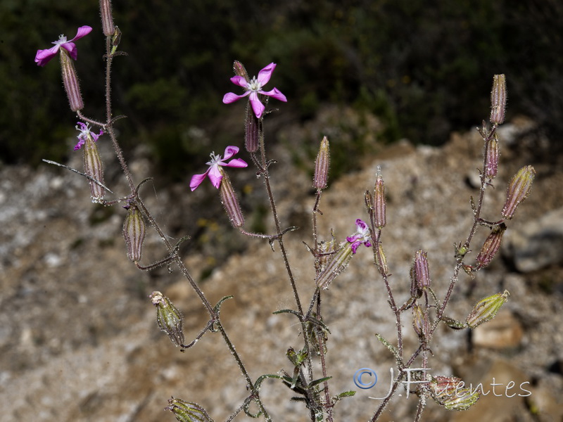 Silene psammitis lasiostyla.11