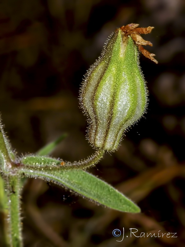 Silene psammitis lasiostyla.15