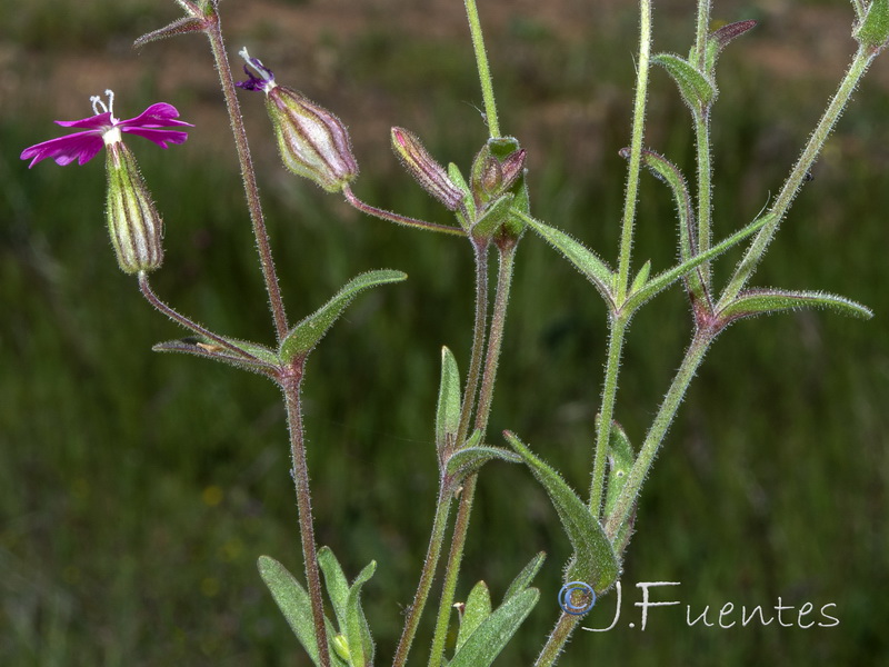 Silene psammitis psammitis.03