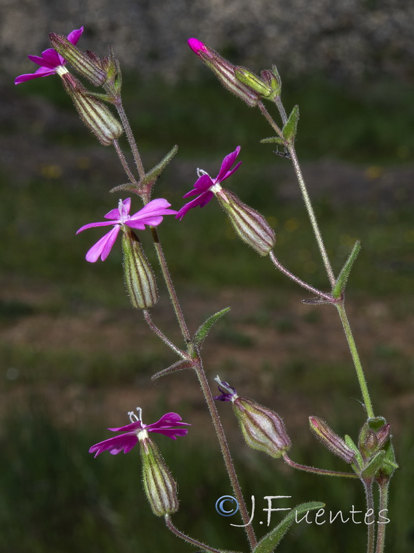 Silene psammitis psammitis.04