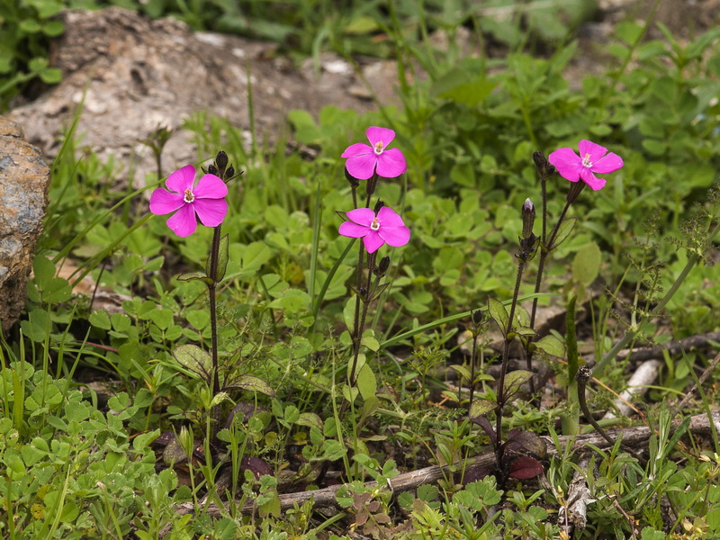 Silene pseudatocion.02