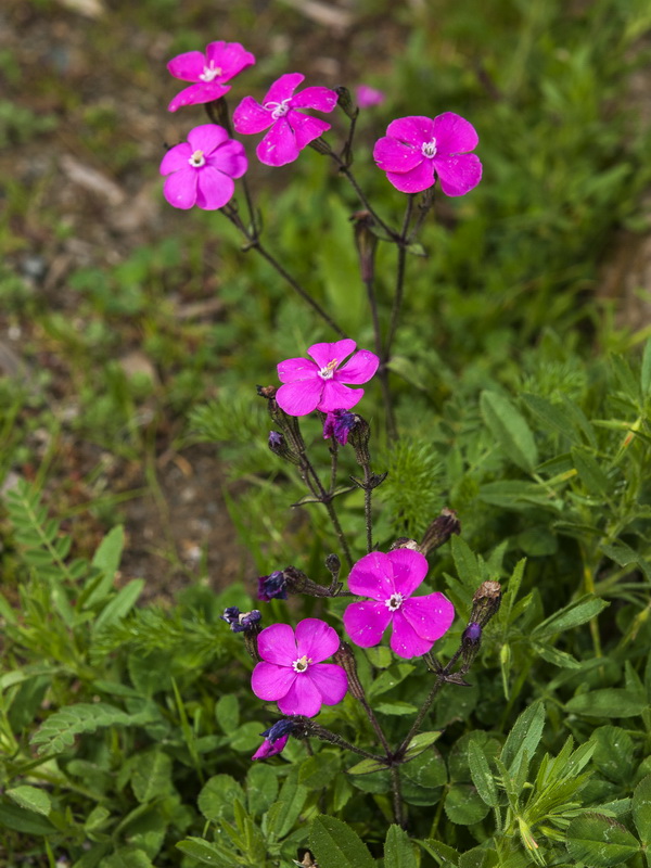 Silene pseudatocion.03