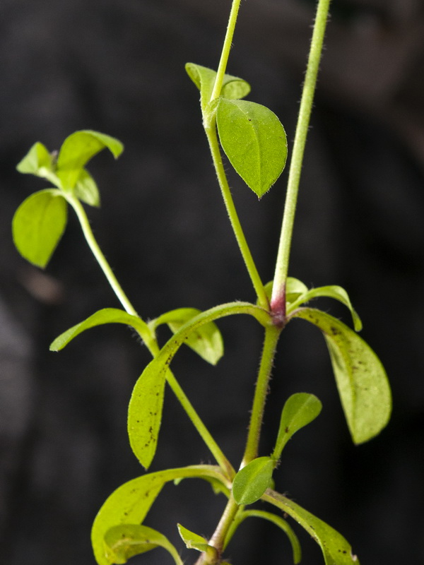 Silene pseudatocion.04