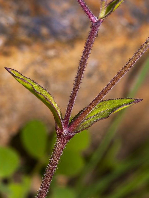 Silene pseudatocion.05