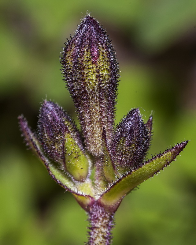 Silene pseudatocion.10