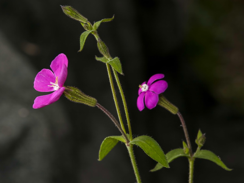 Silene pseudatocion.11