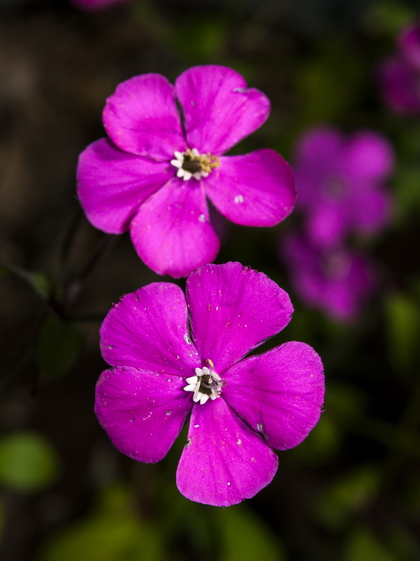 Silene pseudatocion.16