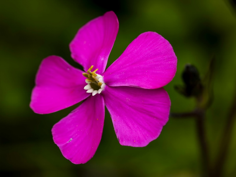 Silene pseudatocion.21