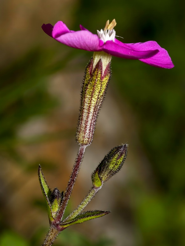 Silene pseudatocion.22