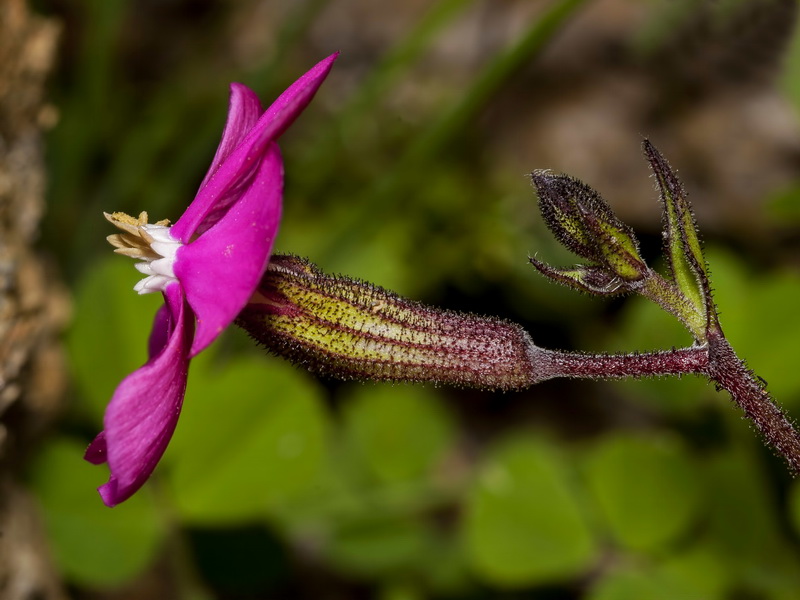 Silene pseudatocion.23