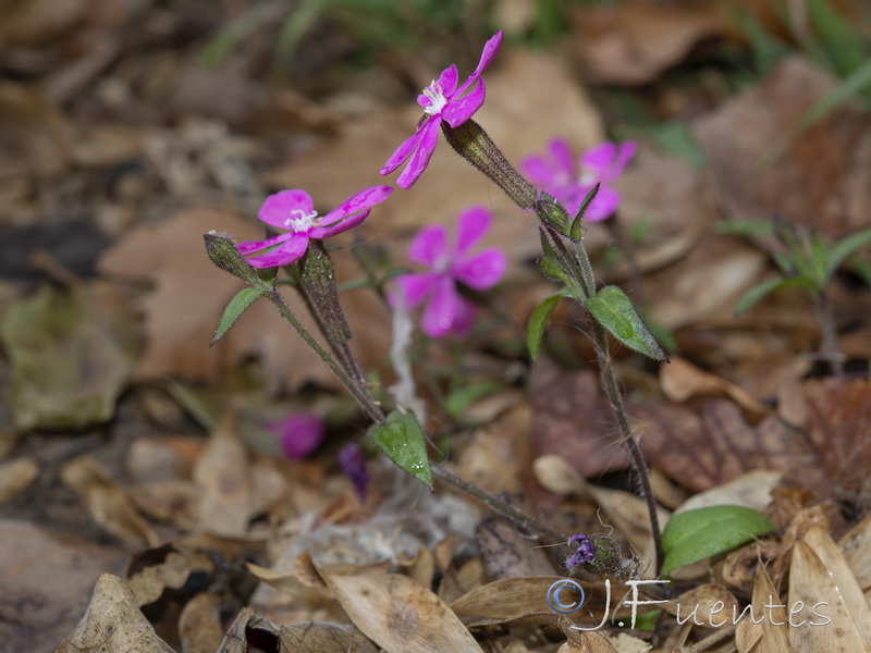 Silene pseudatocion.26