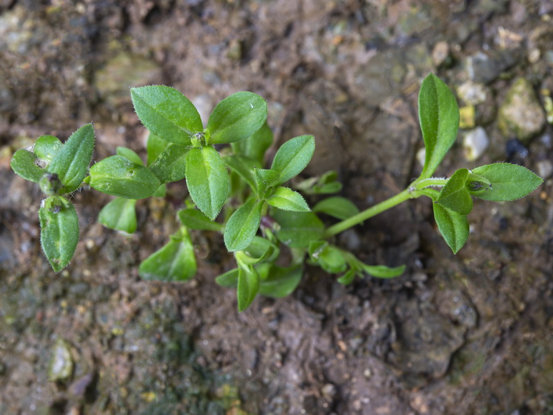 Silene pseudatocion.28