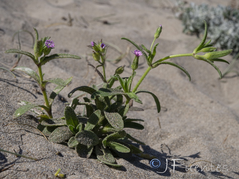 Silene ramossisima.08