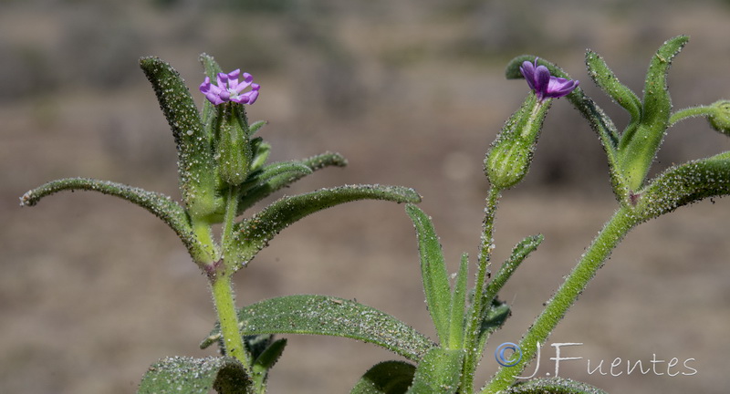 Silene ramossisima.09