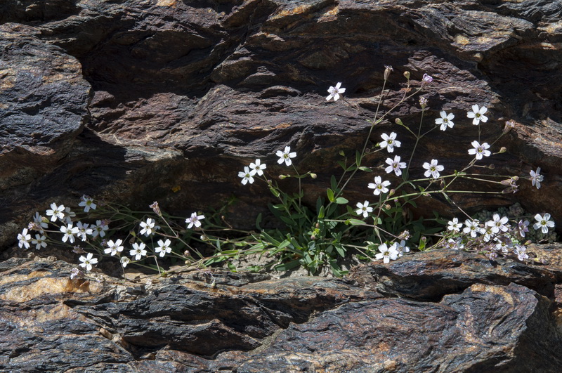Silene rupestris.01
