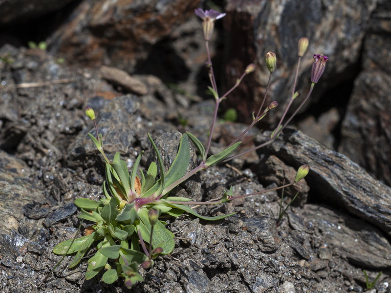 Silene rupestris.03