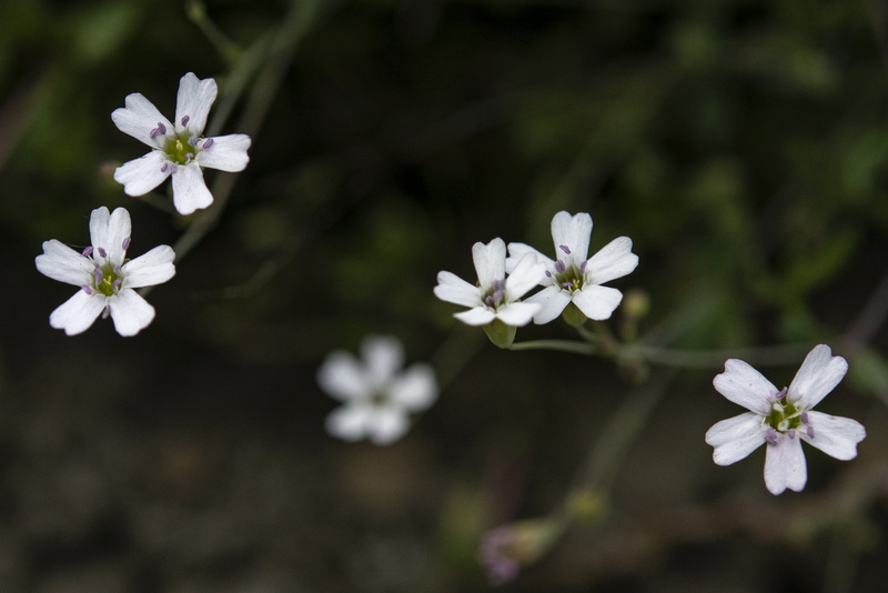 Silene rupestris.08