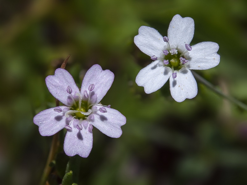 Silene rupestris.10