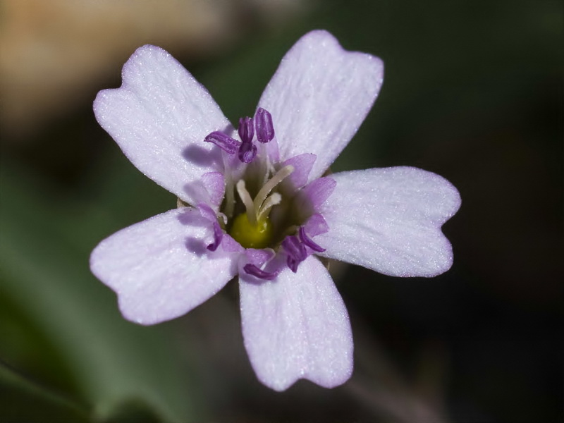 Silene rupestris.13