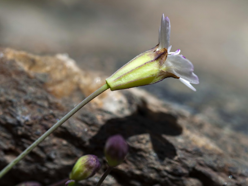 Silene rupestris.14
