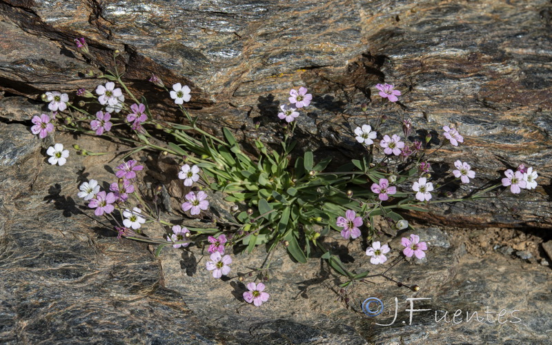 Silene rupestris.15