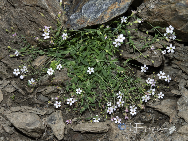 Silene rupestris.16