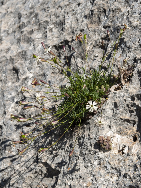 Silene saxifraga.01