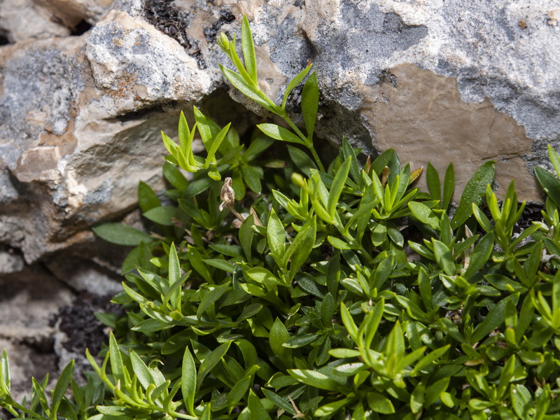 Silene saxifraga.03