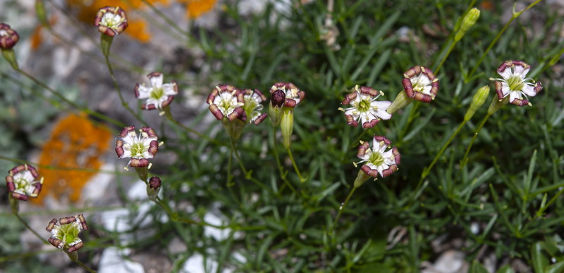 Silene saxifraga.05