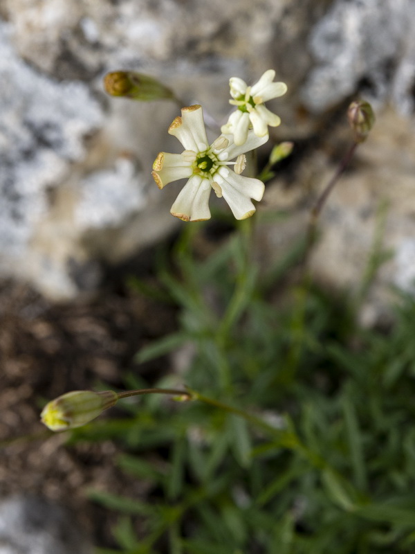 Silene saxifraga.08