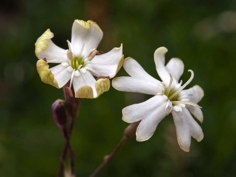 Silene saxifraga.10