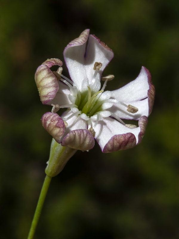 Silene saxifraga.11