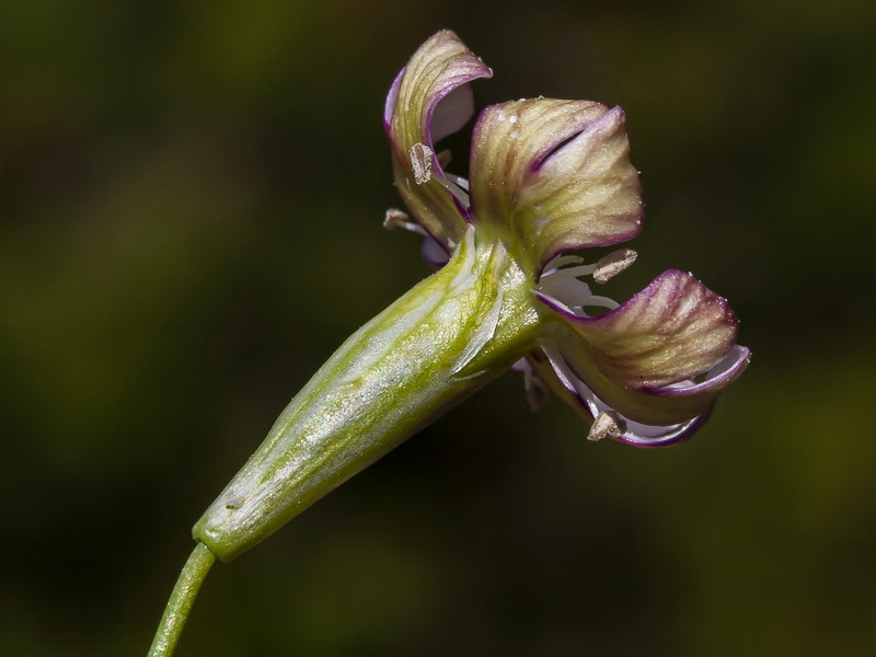 Silene saxifraga.12