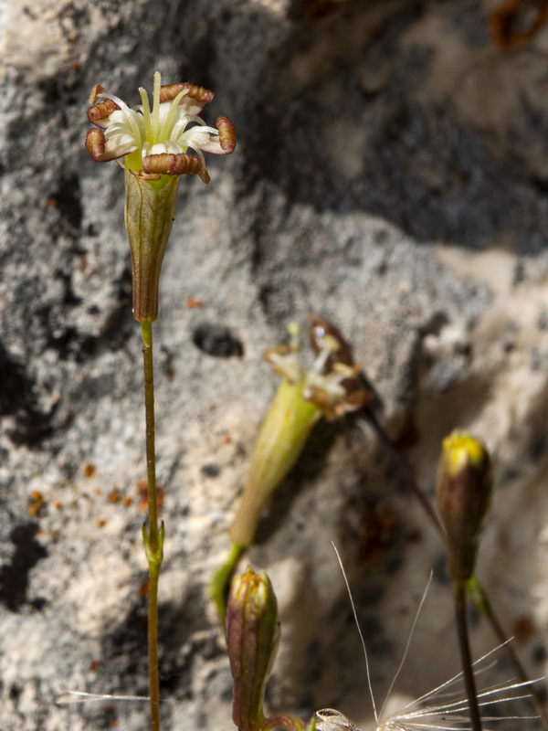 Silene saxifraga.13