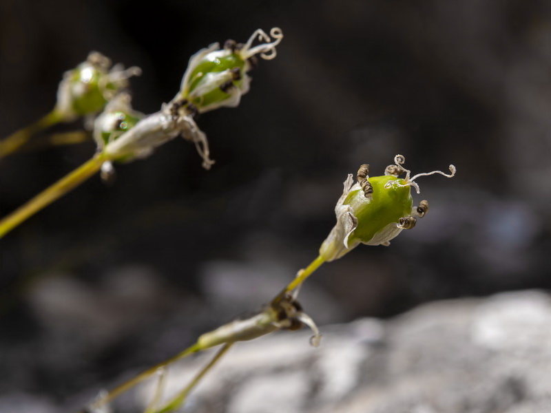 Silene saxifraga.14