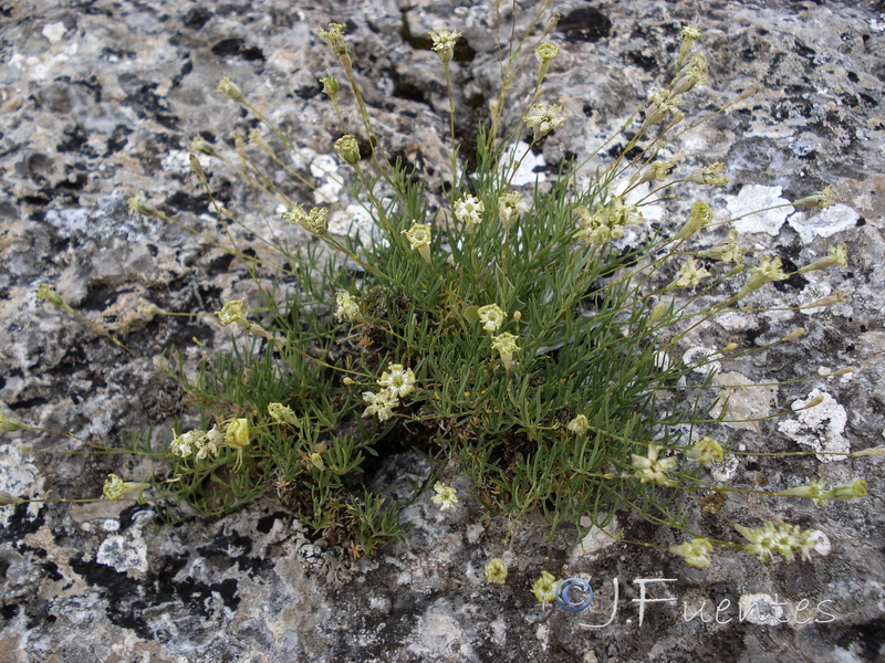 Silene saxifraga.16