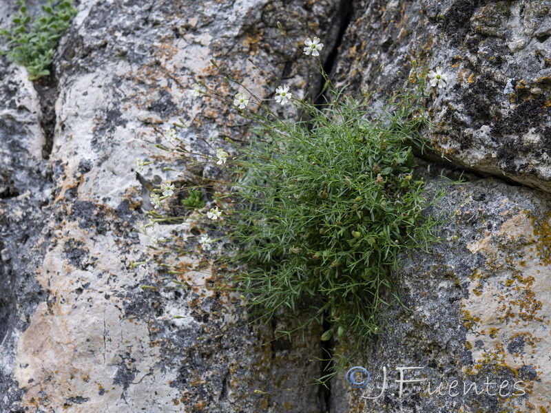 Silene saxifraga.15