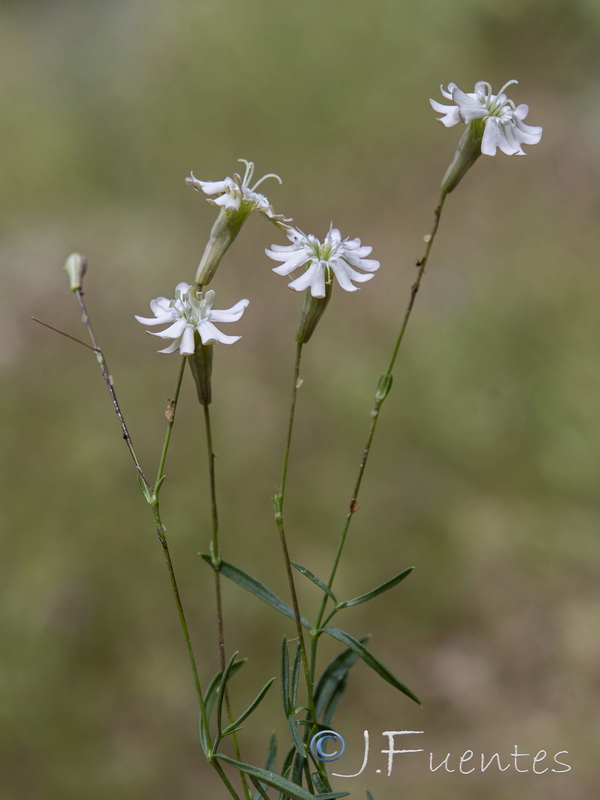 Silene saxifraga.21