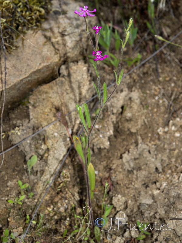 Silene scabriflora scabriflora.01